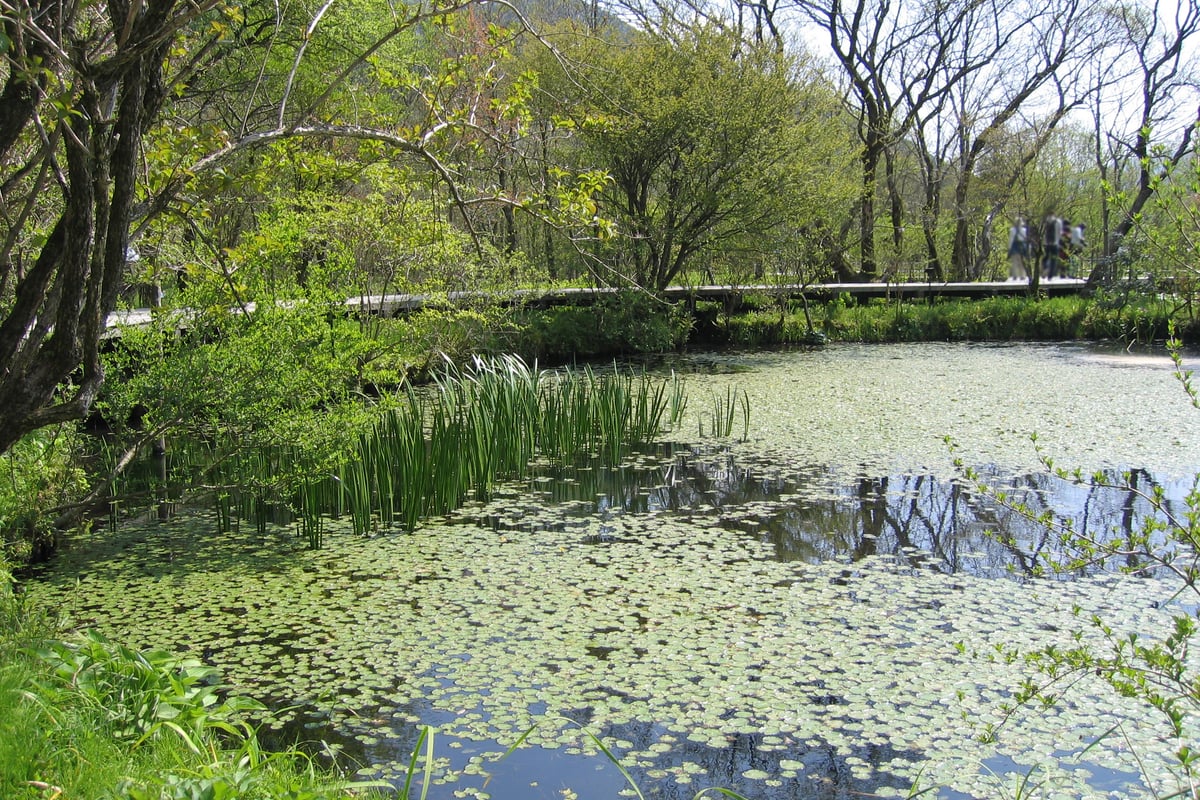 箱根湿生花園